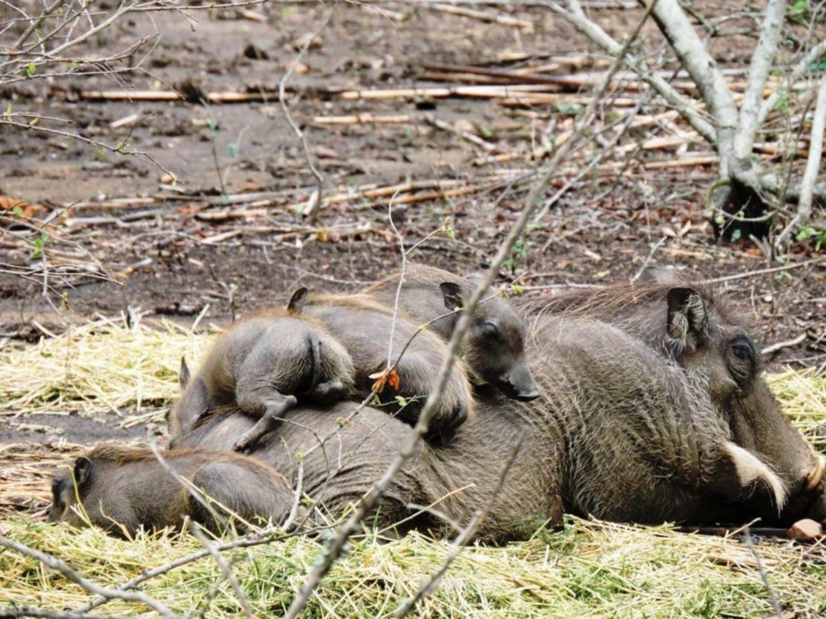 Вилла Elephant'S Hide Марлот-Парк Экстерьер фото